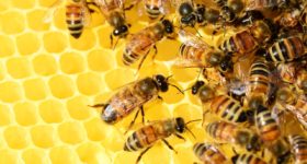 Impfkampagne für amerikanische Bienen